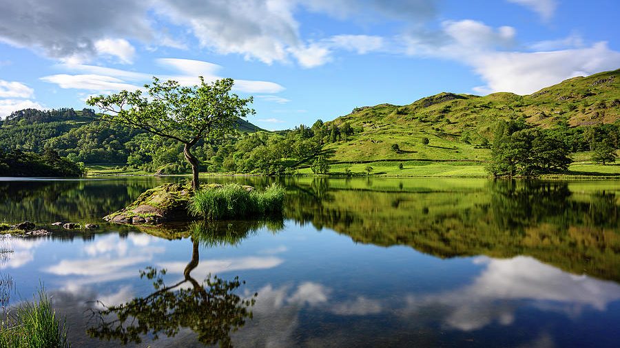 Rydal water, with a small tree growing from a rock, it's reflection can be seen in the mirror still water surrounding it