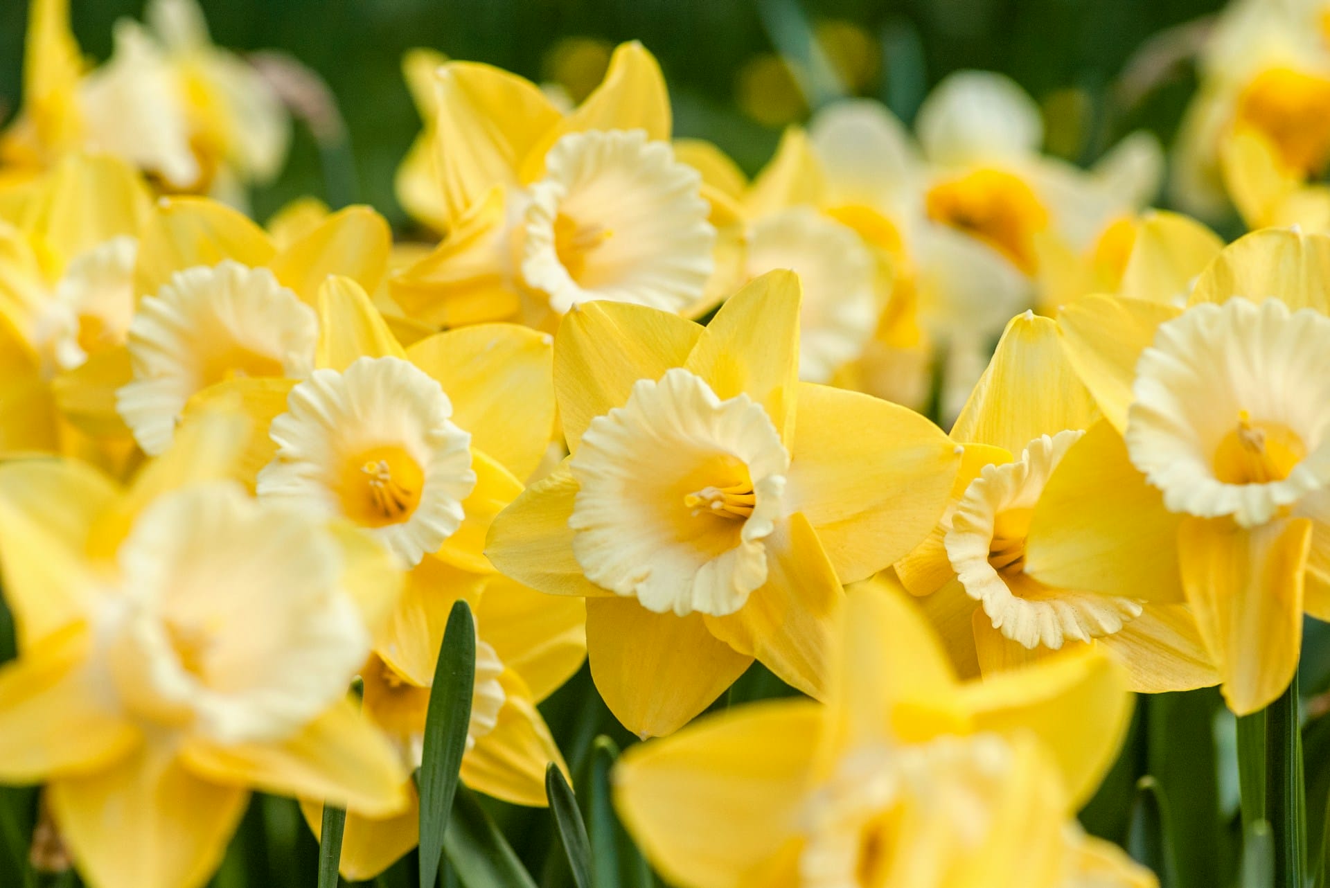 Where can I see daffodils in the Lake District?