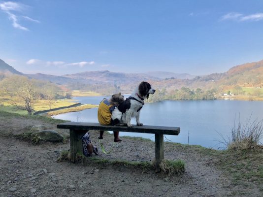 Ambleside dog walks – Our 5 favourites